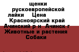 щенки рускоевропейской лайки  › Цена ­ 10 000 - Красноярский край, Ачинский р-н, Ачинск г. Животные и растения » Собаки   